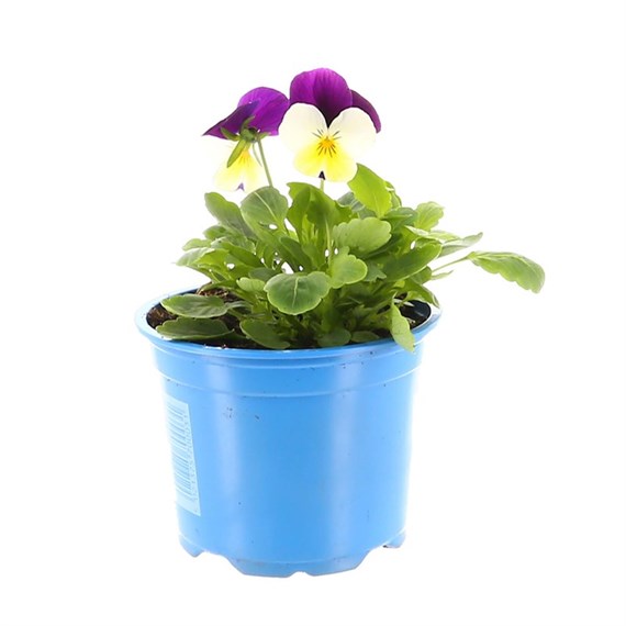 Viola F1 Hybrid Purple & White 10.5cm Pot Bedding 