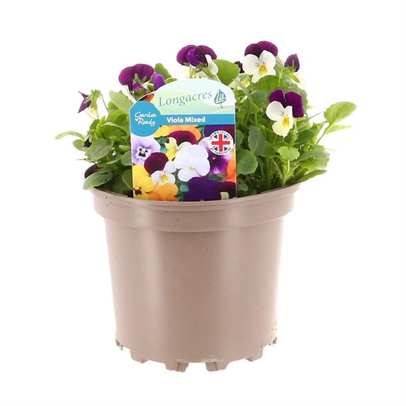 Viola F1 Hybrid Purple & White 2L Pot Bedding 