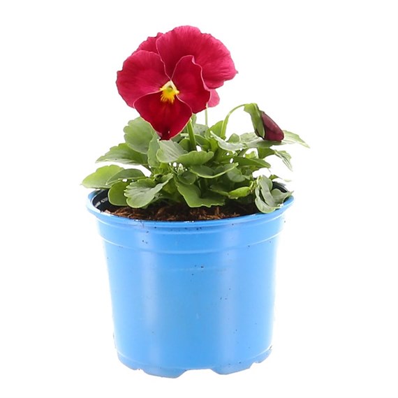 Pansy F1 Red 10.5cm Pot Bedding 