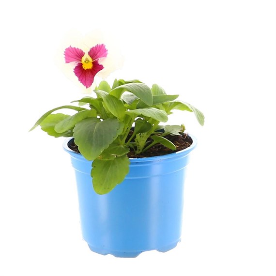 Pansy F1 White 10.5cm Pot Bedding 