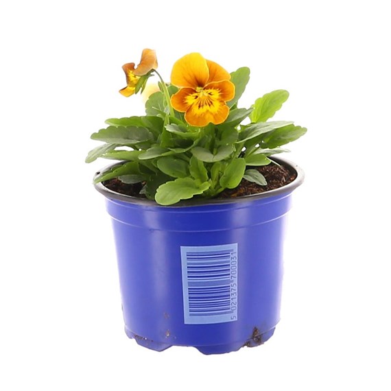 Viola F1 Hybrid Yellow 10.5cm Pot Bedding 