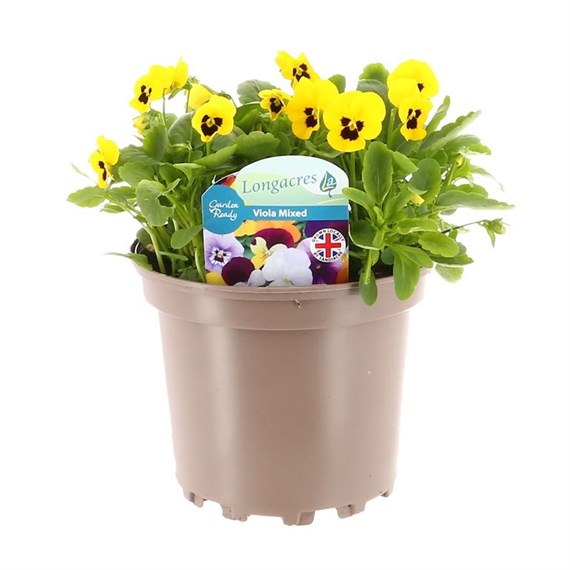 Viola F1 Hybrid Yellow 2L Pot Bedding