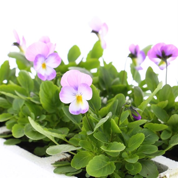 Viola F1 Lilac Ice 6 Pack Boxed Bedding