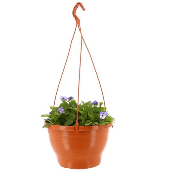 Viola Mixed 25cm Hanging Pot Bedding 