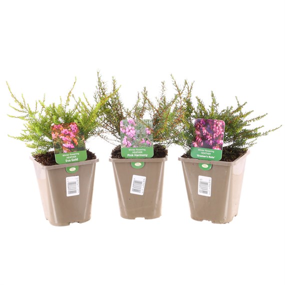 Winter Flowering Heather Set - 3 x 1L Pots