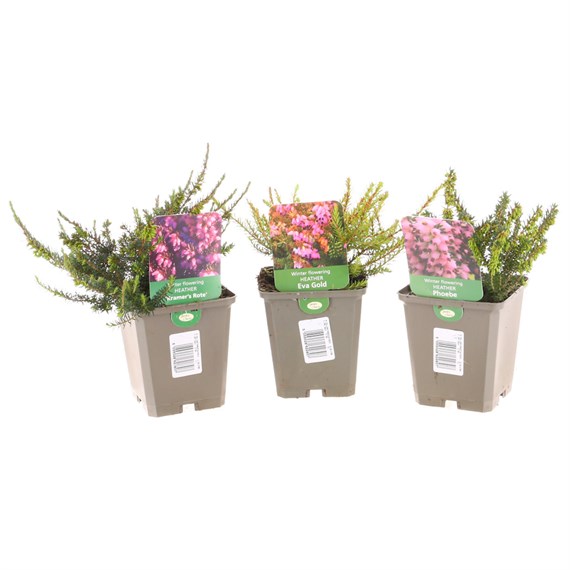 Winter Flowering Heather Set - 3 x 9cm Pots