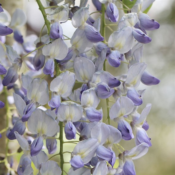 Wisteria Caroline 3 Litre Climber Plant