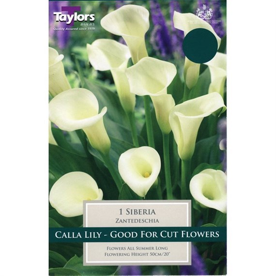 Taylors Bulbs Zantedeschia Siberia (Single Pack) (TS711)