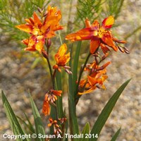 Perennial Plants in 9cm Pots