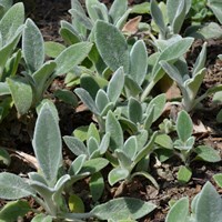 Perennial Plants in 9cm Pots