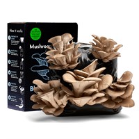 Urban Farm Blue Grey Oyster Mushroom Growing Kit (BK-BG-GIFT)