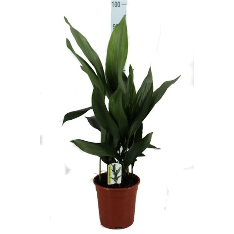 Aspidistra Elatior Cast Iron Plant In A 21cm Pot