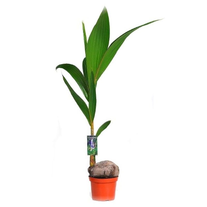 Cocos Nucifera Coconut Palm Houseplant In A 19cm Pot