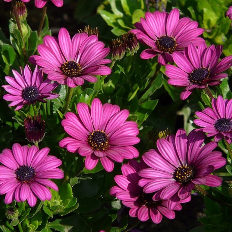 Osteospermum Tresco Purple Perennial Plant in a 9cm Pot