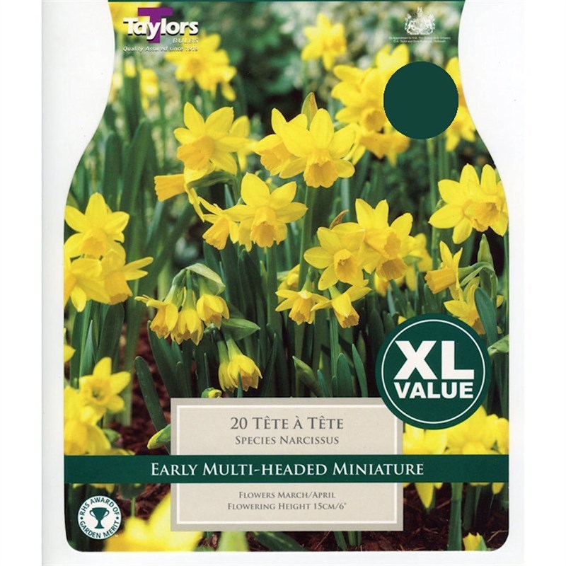 Taylors Bulbs Narcissi Tete A Tete Pack Of 20 Xl Value Range Xl260