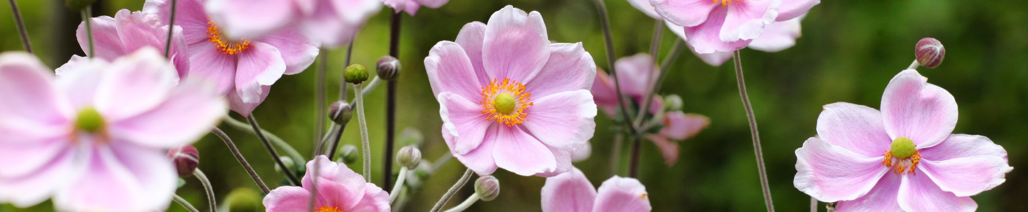 Anemone Bulbs