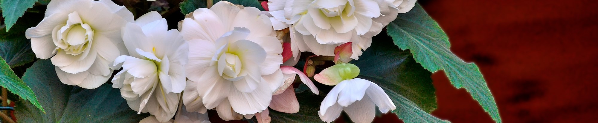 Begonia Bulbs