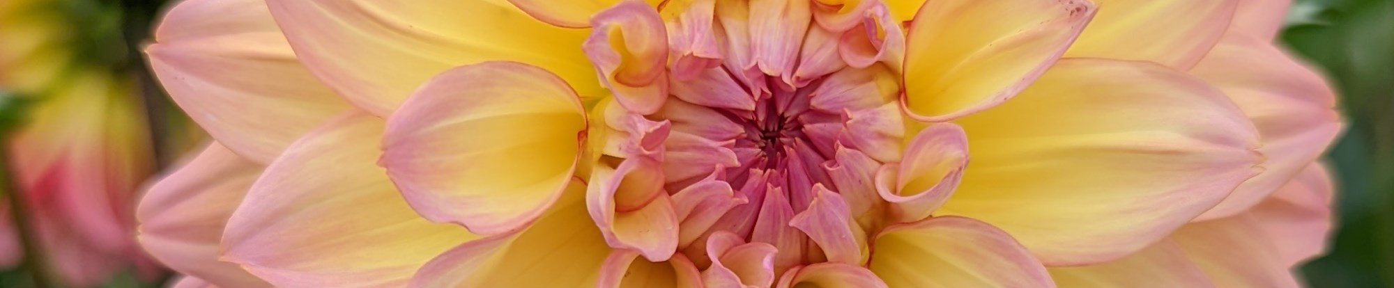 Dahlia Bulbs