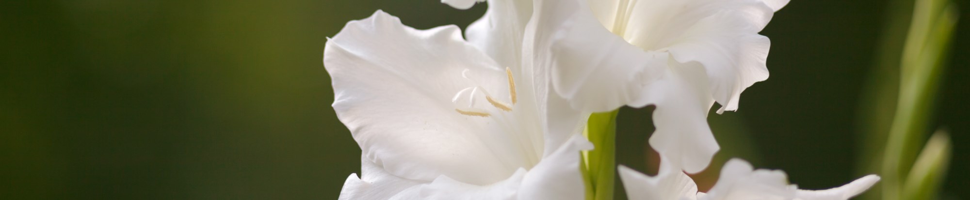 Gladioli Bulbs