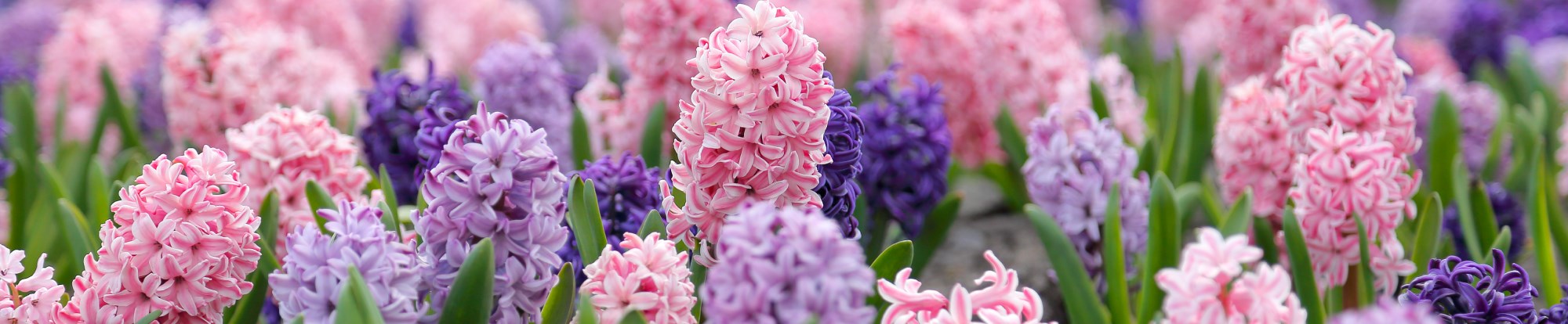 Hyacinth Bulbs