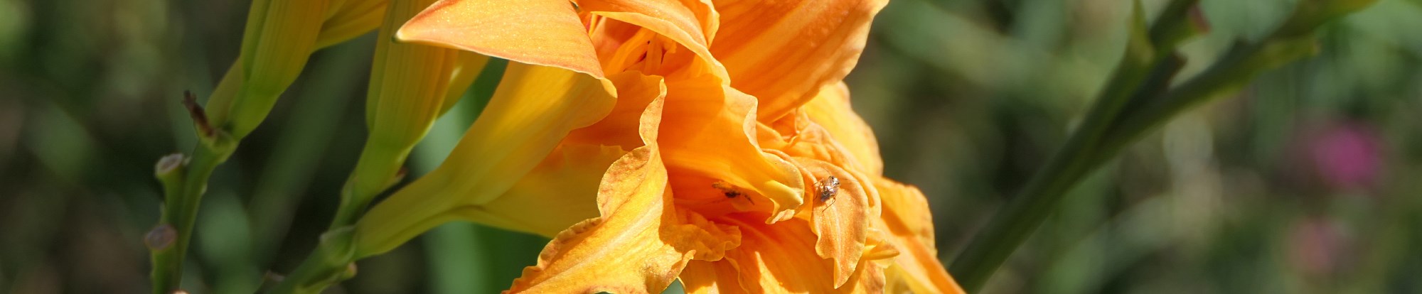 Lily Bulbs