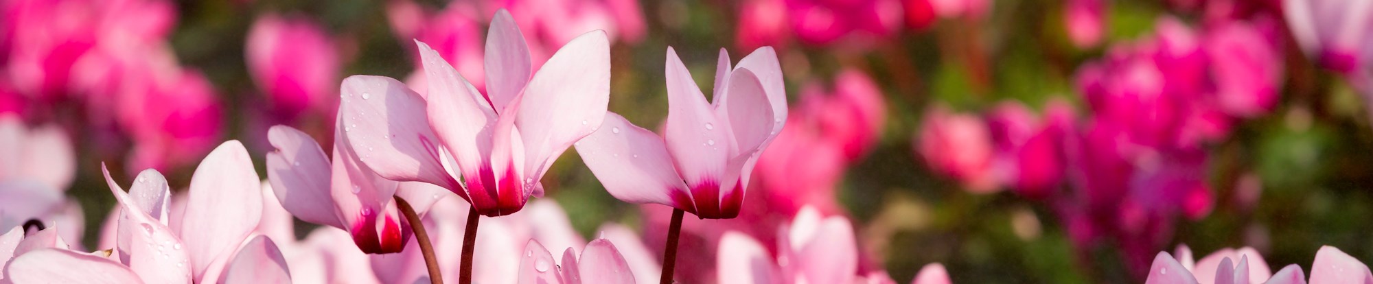 Cyclamen Plants