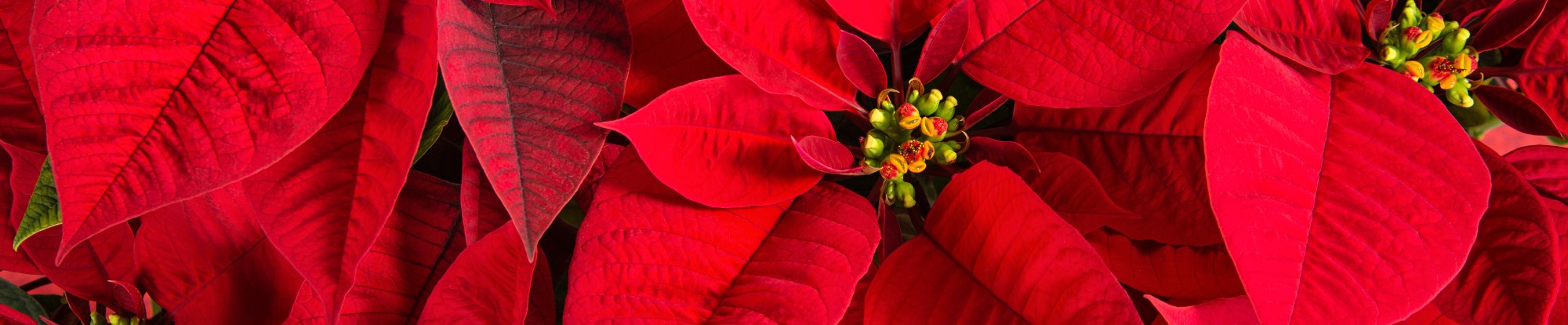 Indoor Festive Plants