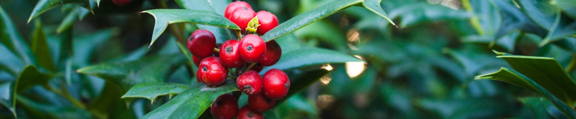 Outdoor Festive Plants