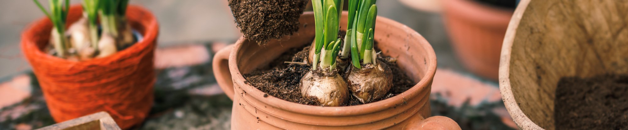 Potted Bulbs