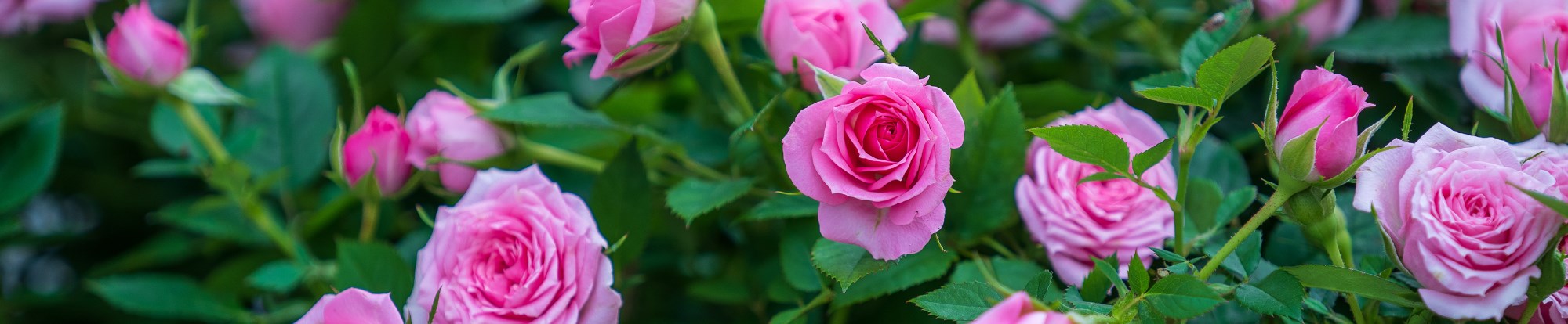 Valentine's Day Plants