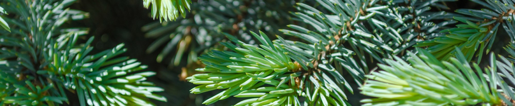 Real Potted Christmas Trees